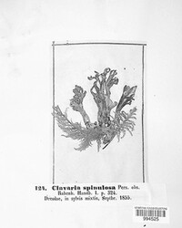 Ramaria spinulosa image